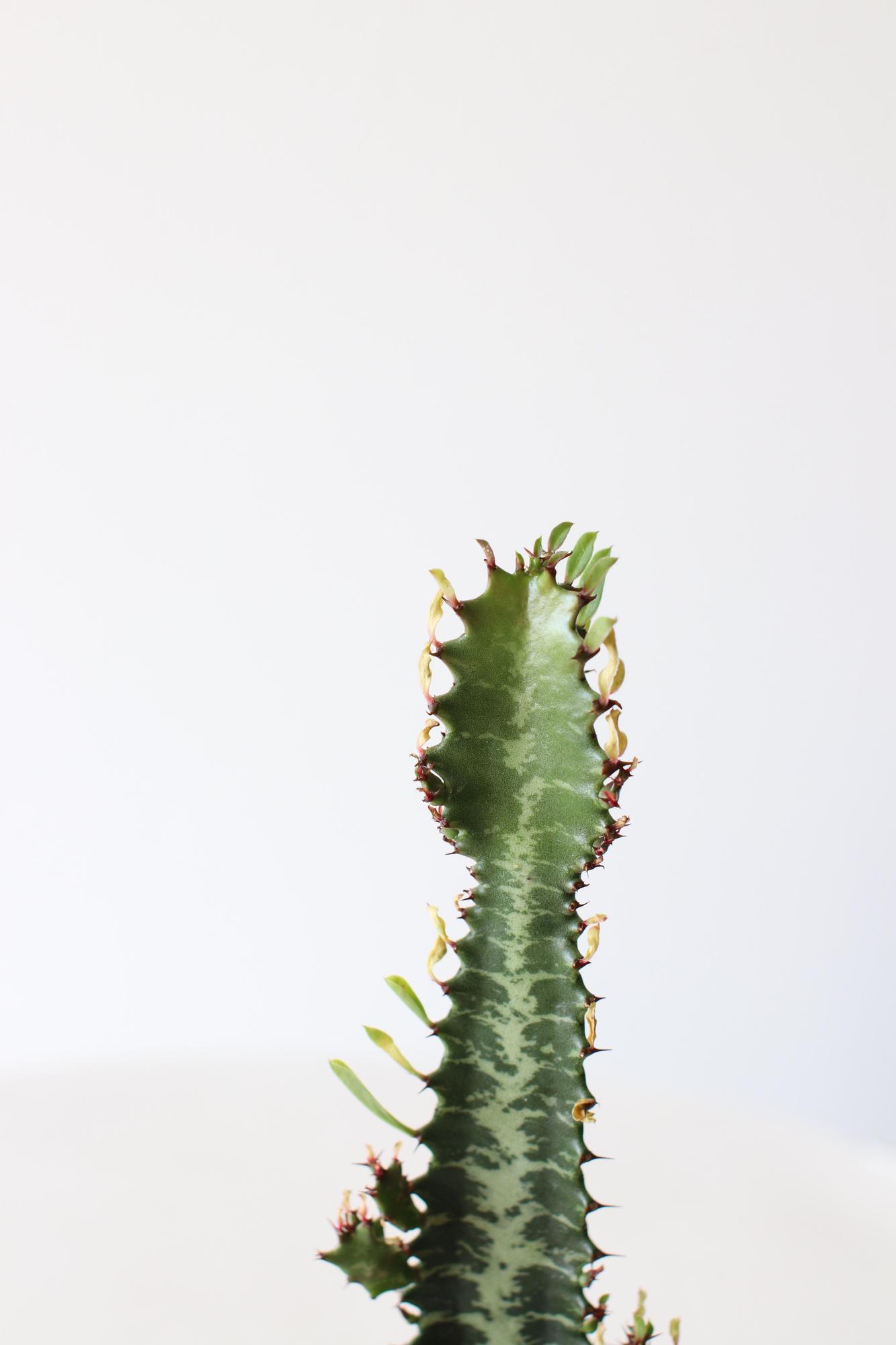 Euphorbia Trigona