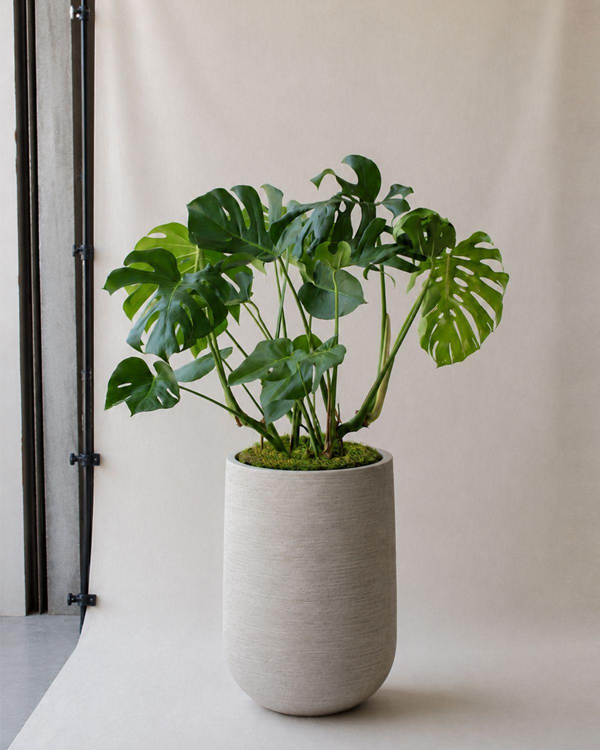 Monstera Deliciosa - Dune Pilat Pot 