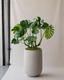 Monstera Deliciosa