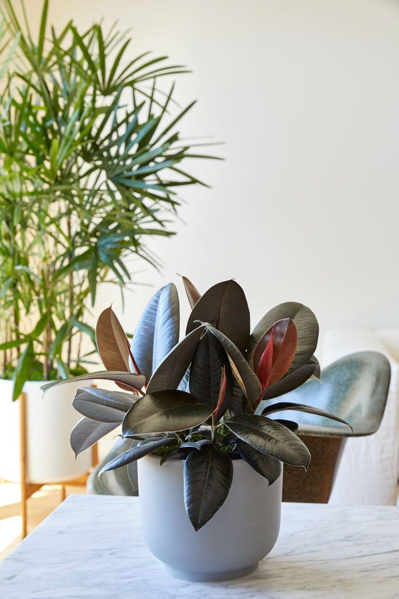 Rubber Plant