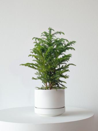 indoor plants picture