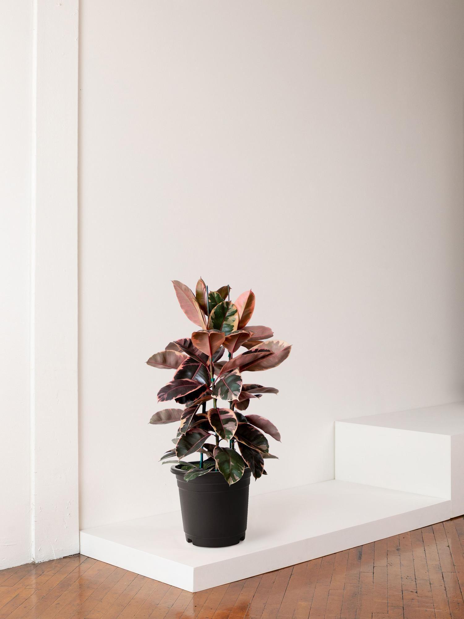 Pink Rubber Tree