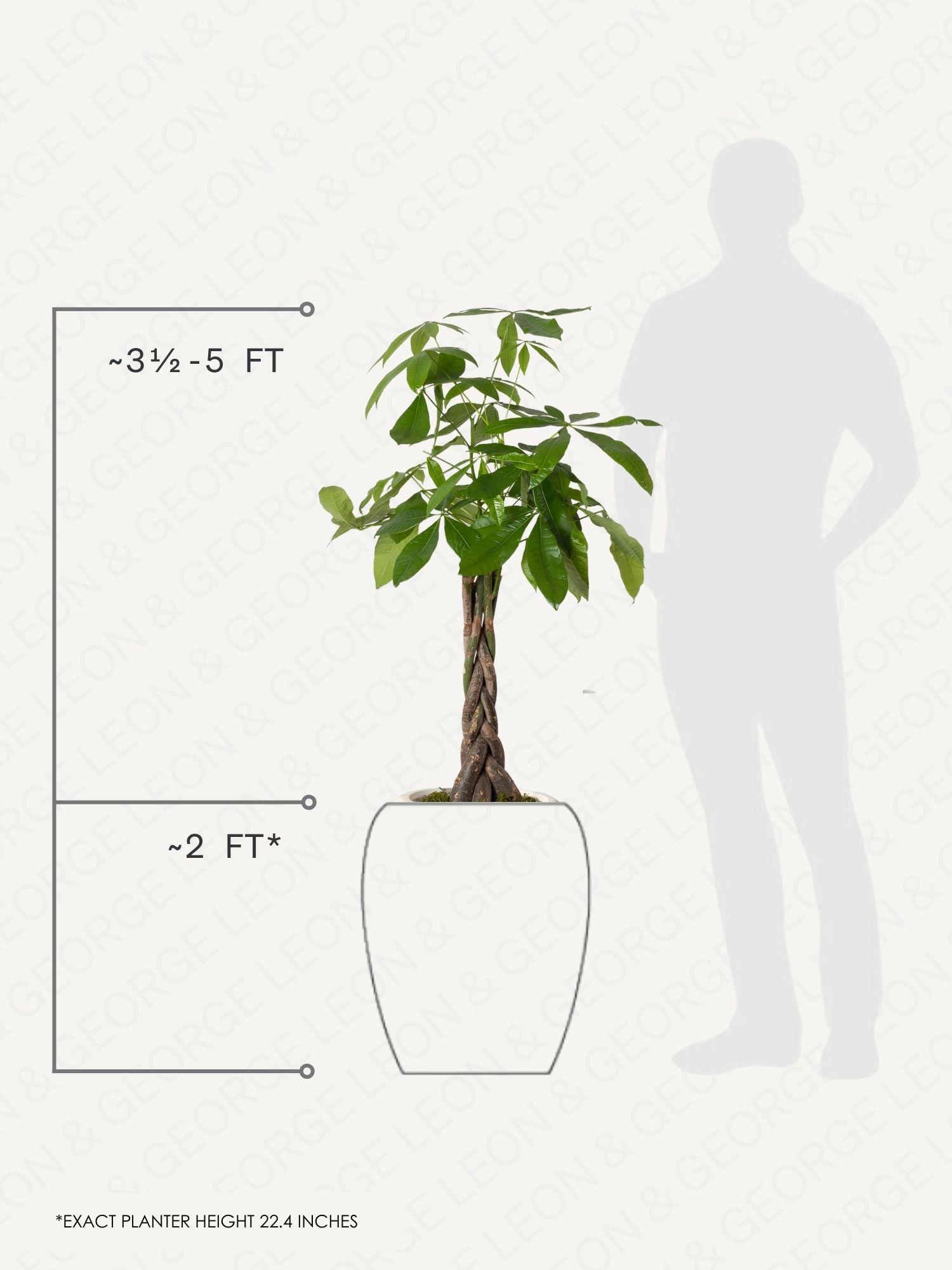 Braided Money Tree
