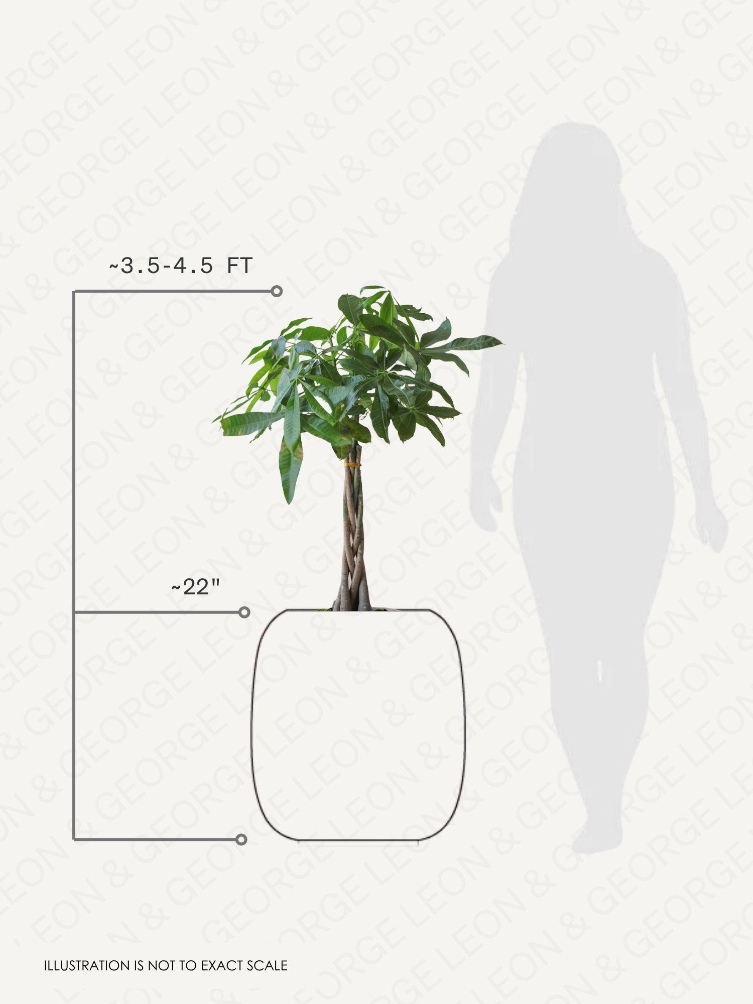 Braided Money Tree