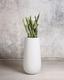 Snake Plant Laurentii