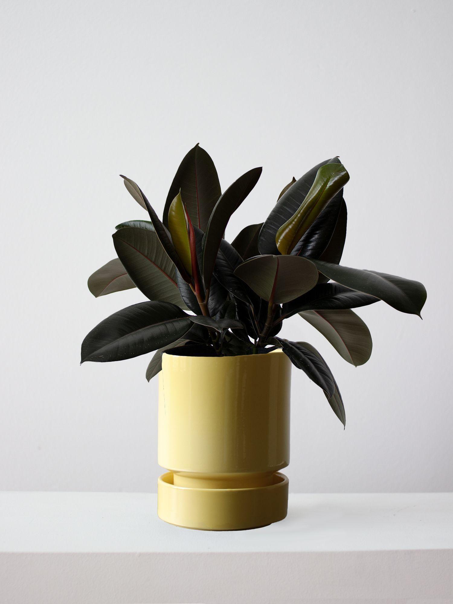 Rubber Plant