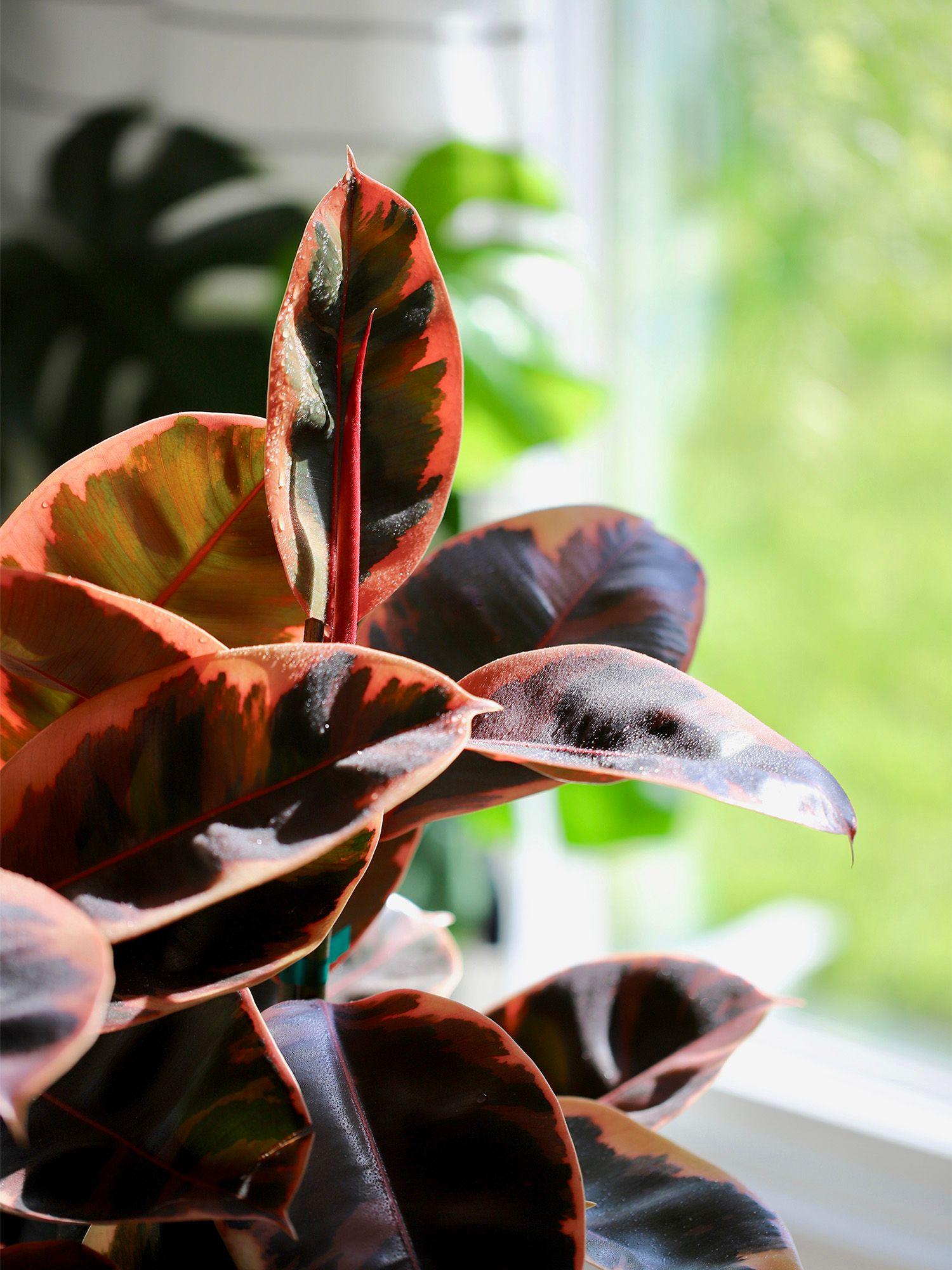 Ficus Elastica Belize