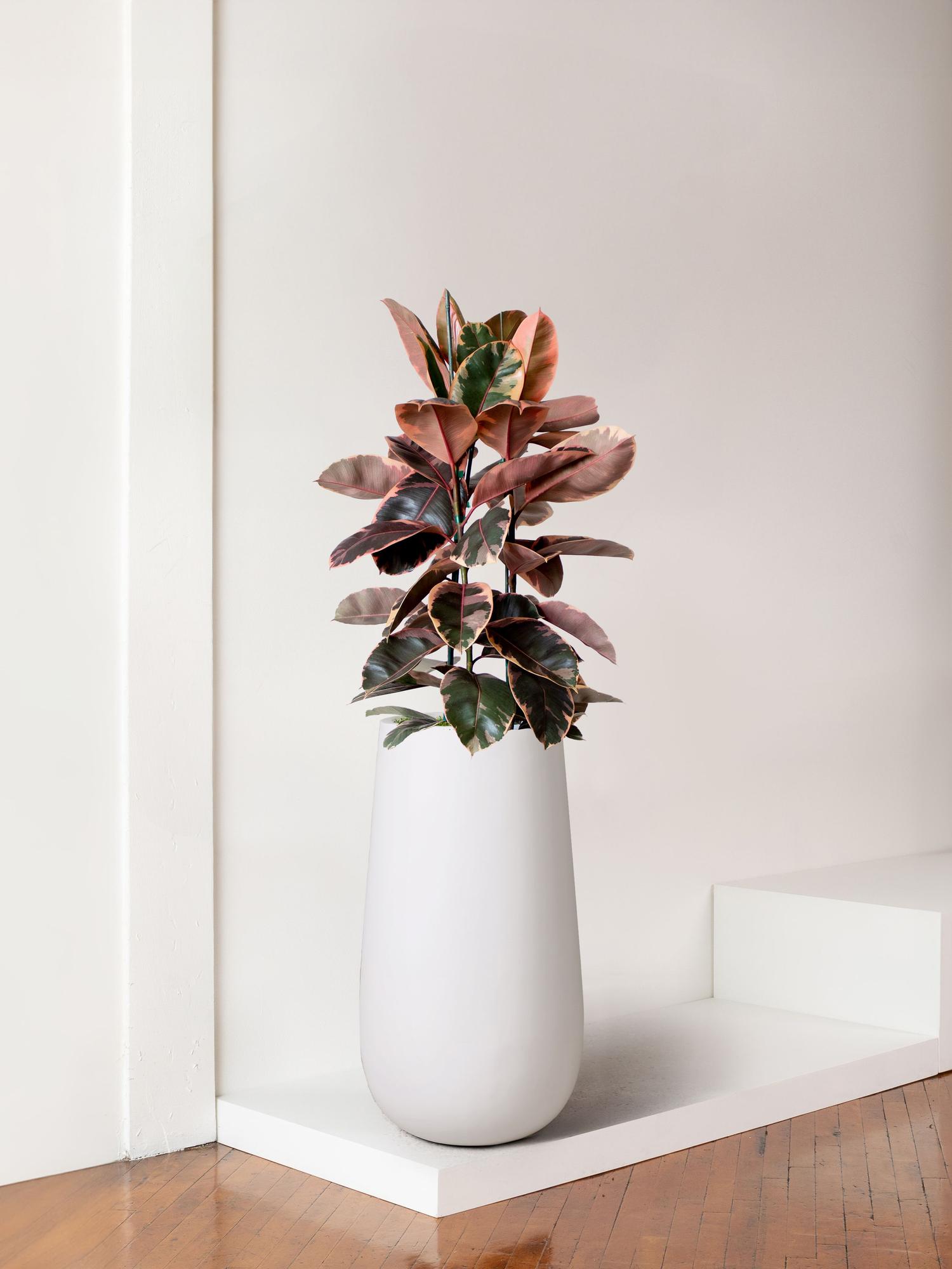 Ruby Rubber Tree