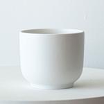 Bird's Nest Fern - Nouvelle - White Nouvelle Ceramic
