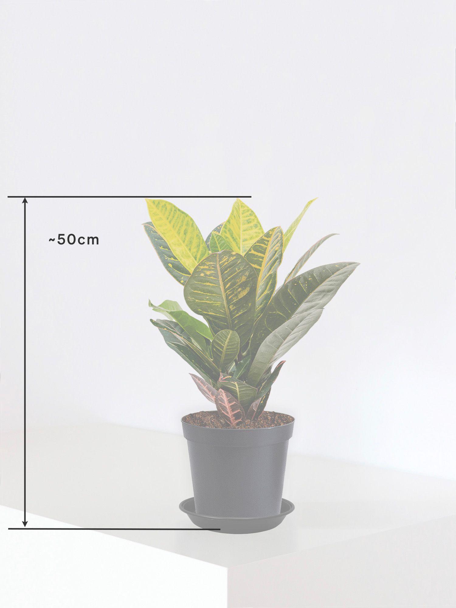 Croton Golden Petra