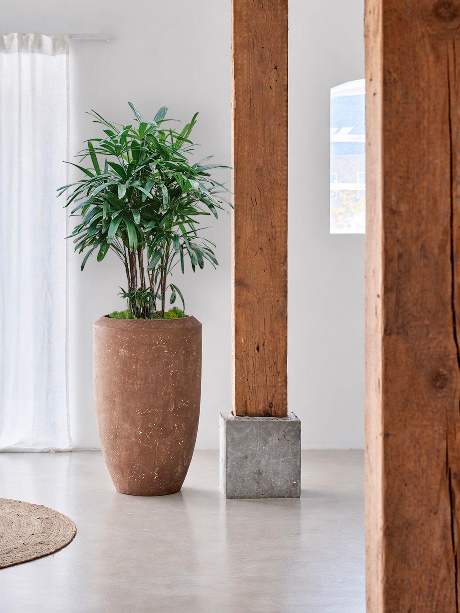 Palmier Bambou