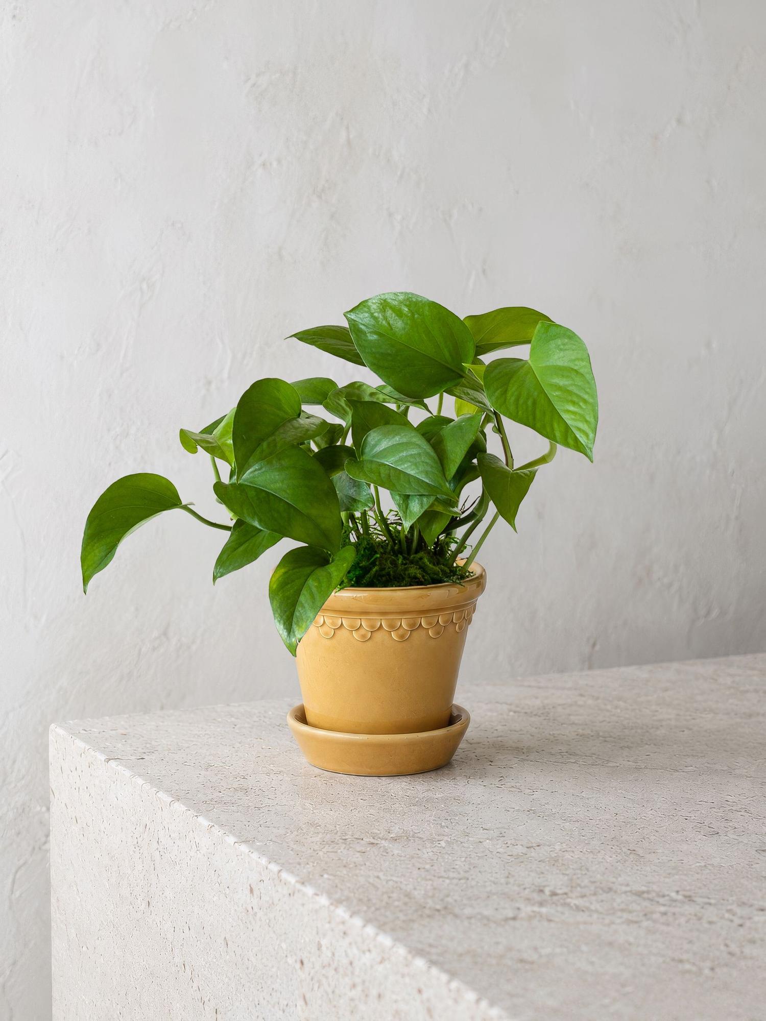 Jade Pothos