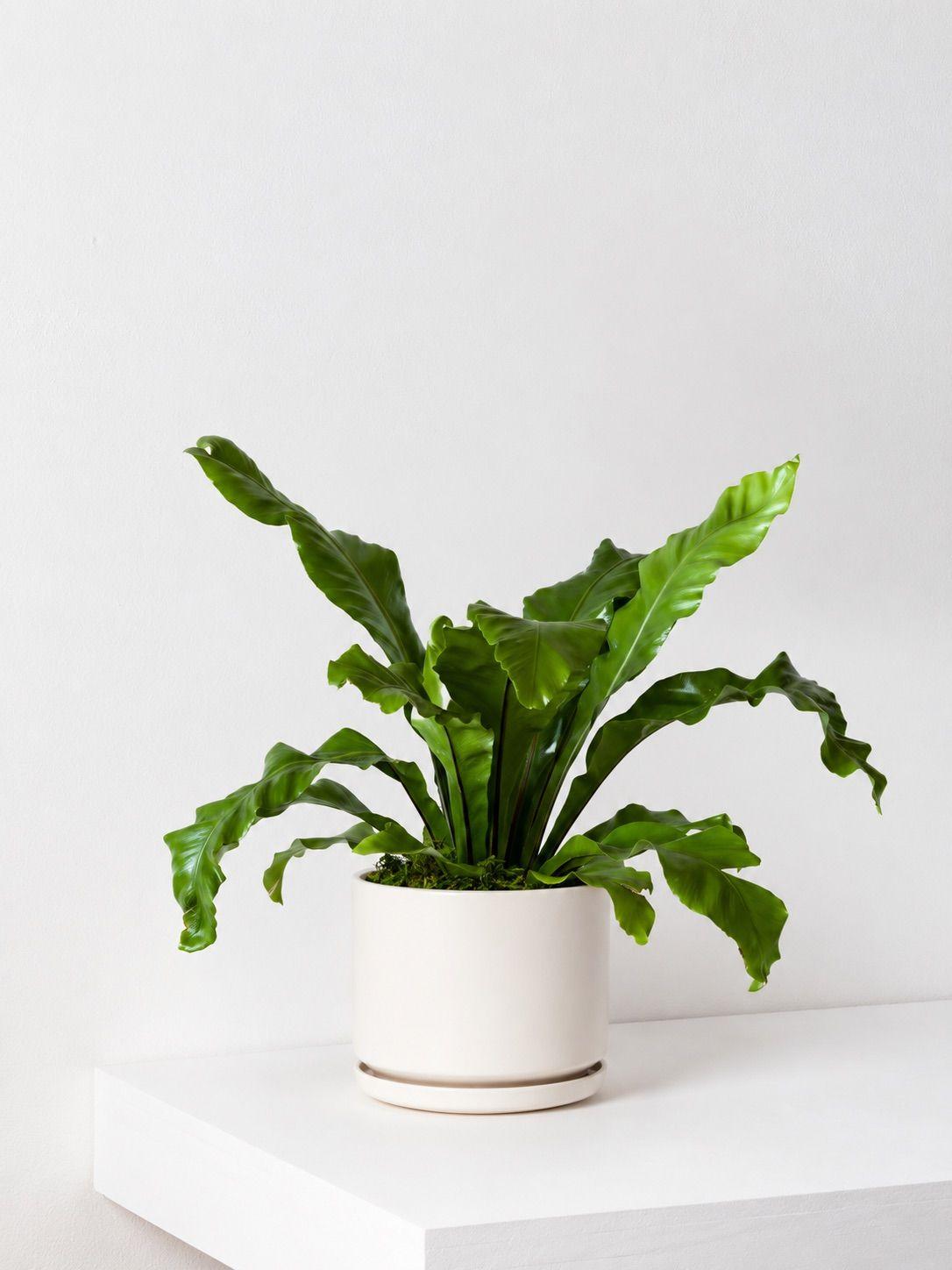 Bird's Nest Fern - White Foundation Ceramic 
