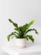 Bird's Nest Fern