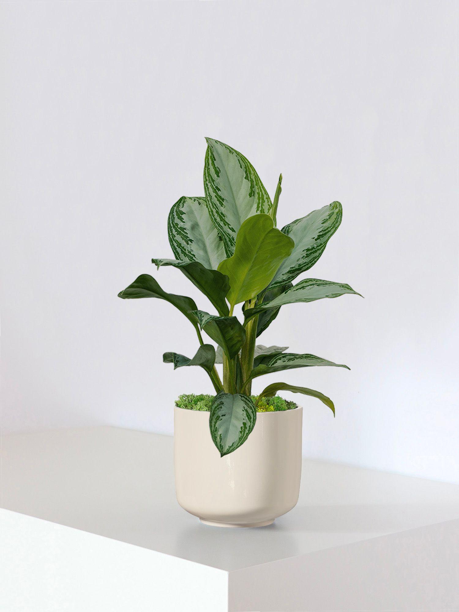 Cache-pot Curvy - Le 19