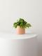 Philodendron Brasil