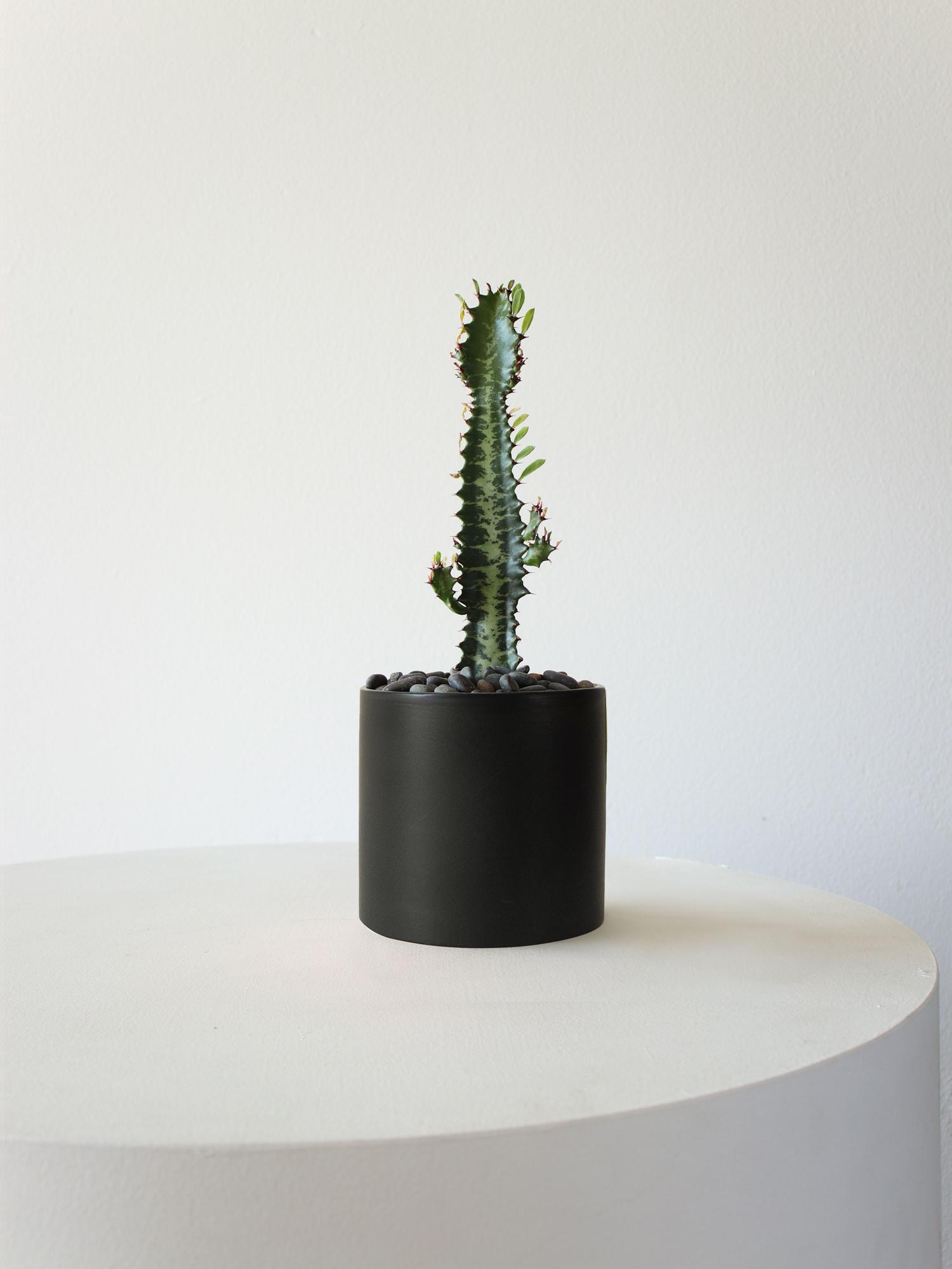 Euphorbia Trigona
