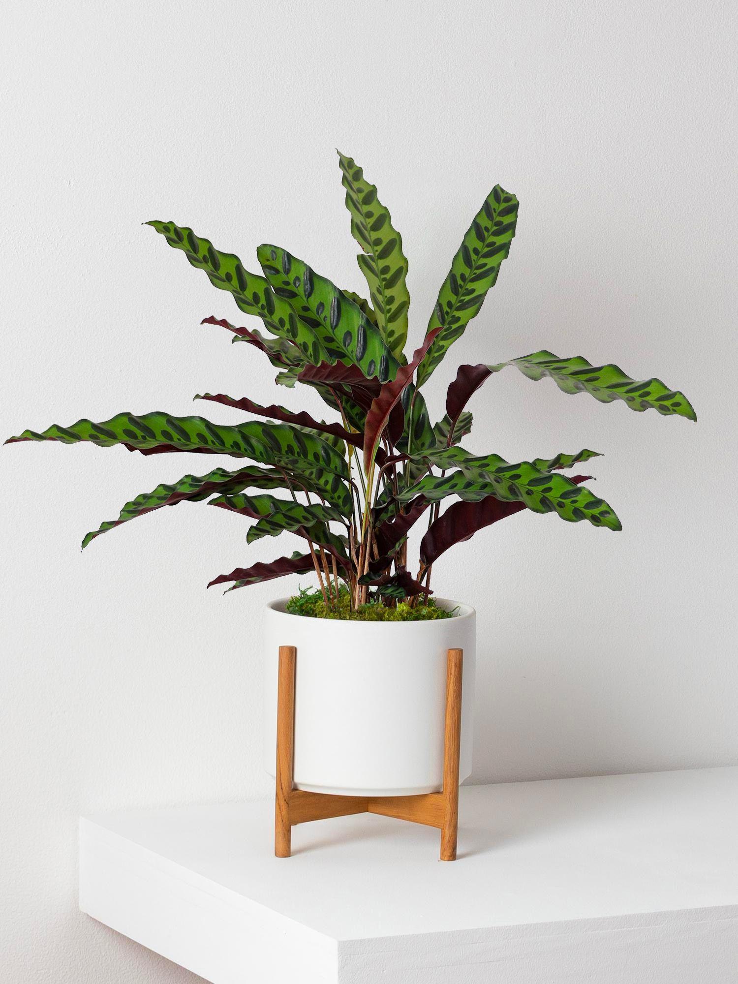 Calathea Paon de Rio - Cache-pot Mid-Century blanc + stand