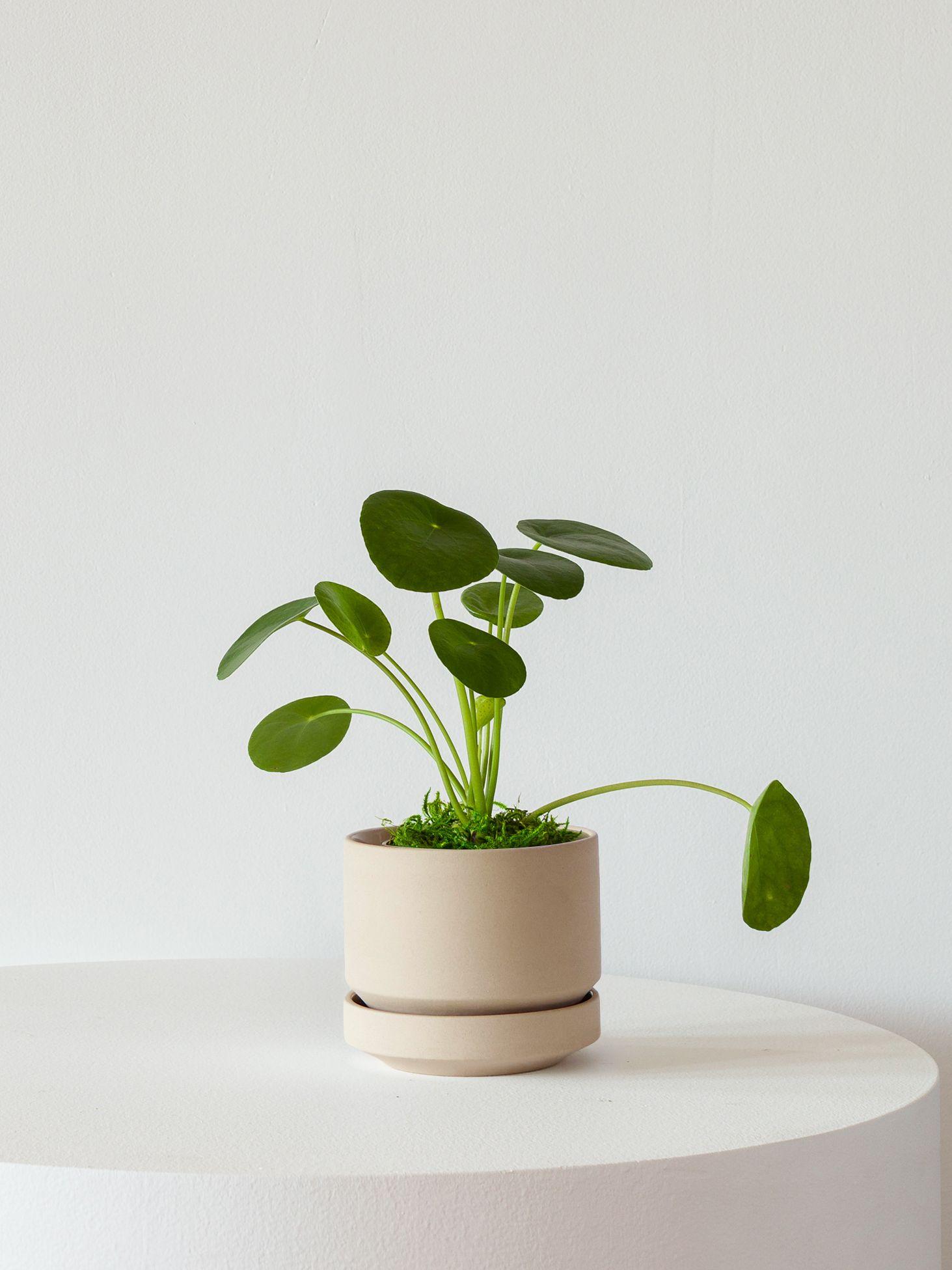 Pilea Peperomioides - Sand Scandinavian Ceramic 