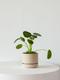 Pilea Peperomioides