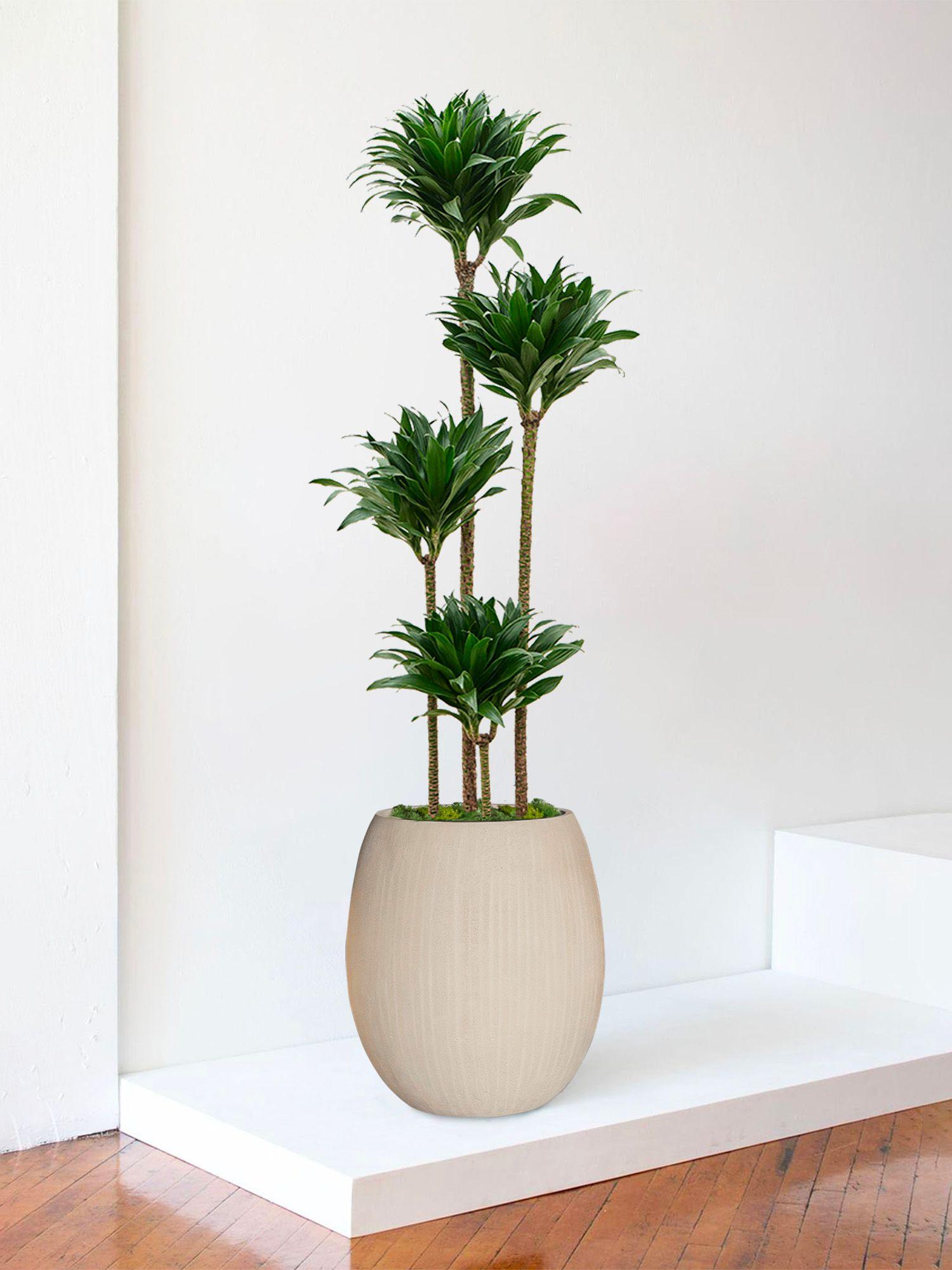 Dracaena Fragrans Compacta