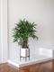 Lady Palm