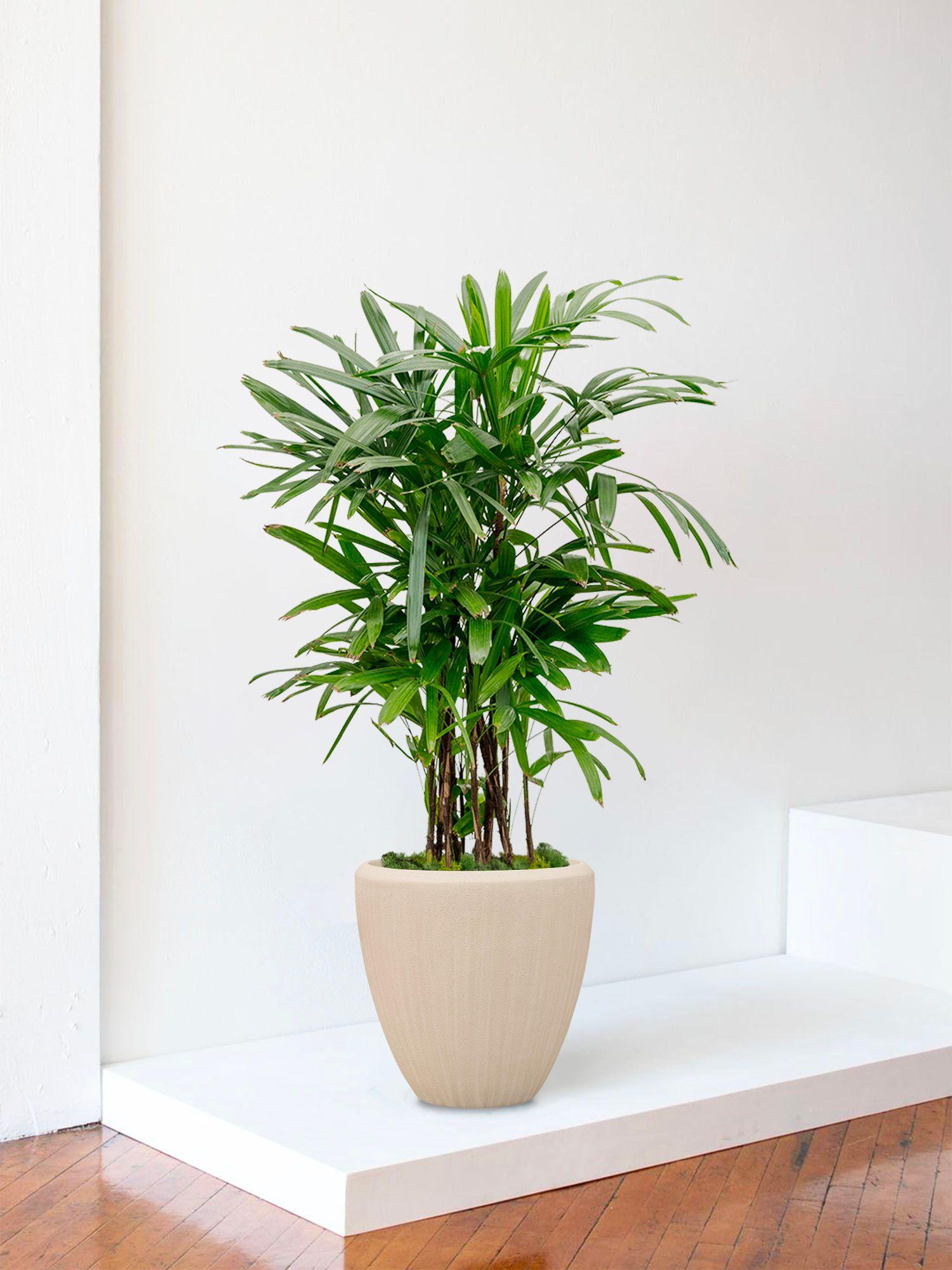 Palmier Bambou - Le 30 - Maia calcaire 
