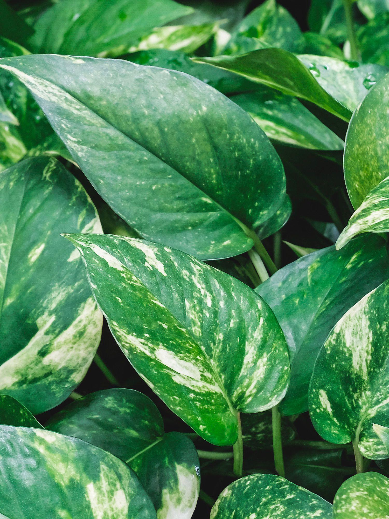 Pothos Cascade
