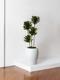 Dracaena Compacta