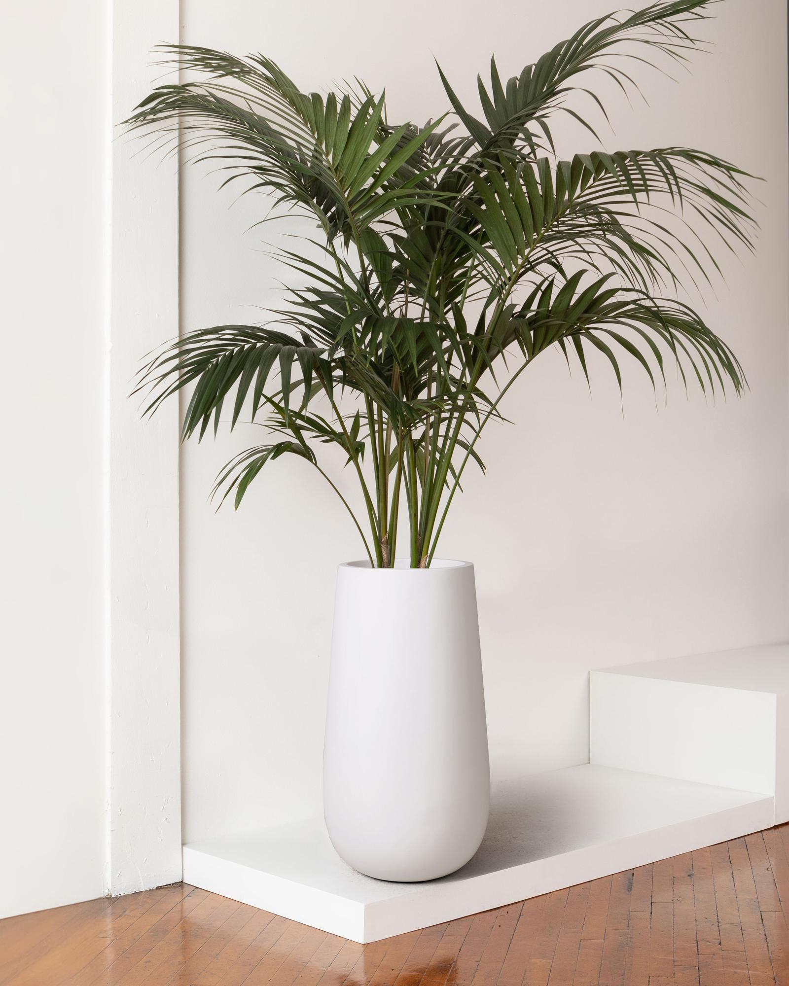 Kentia Palm