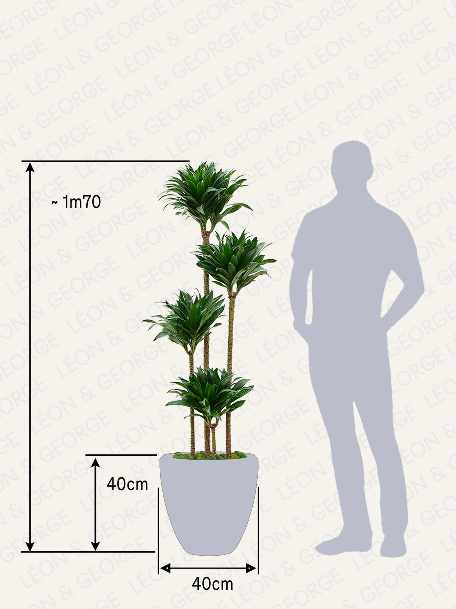Dracaena Fragrans Compacta