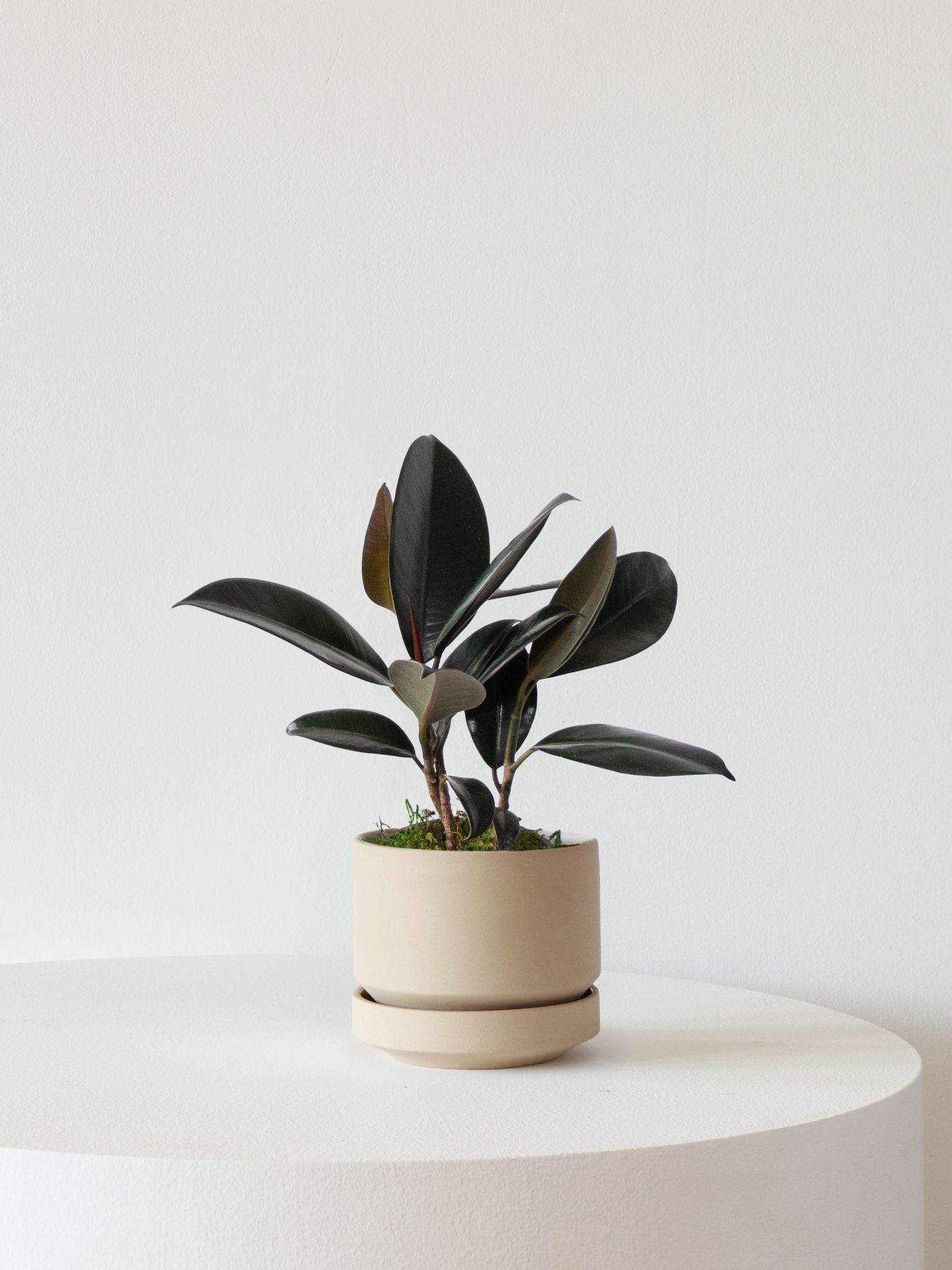 Rubber Plant - Sand Scandinavian Ceramic 