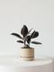 Rubber Plant