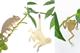 S/3 Plant Animals - Caméléon & co