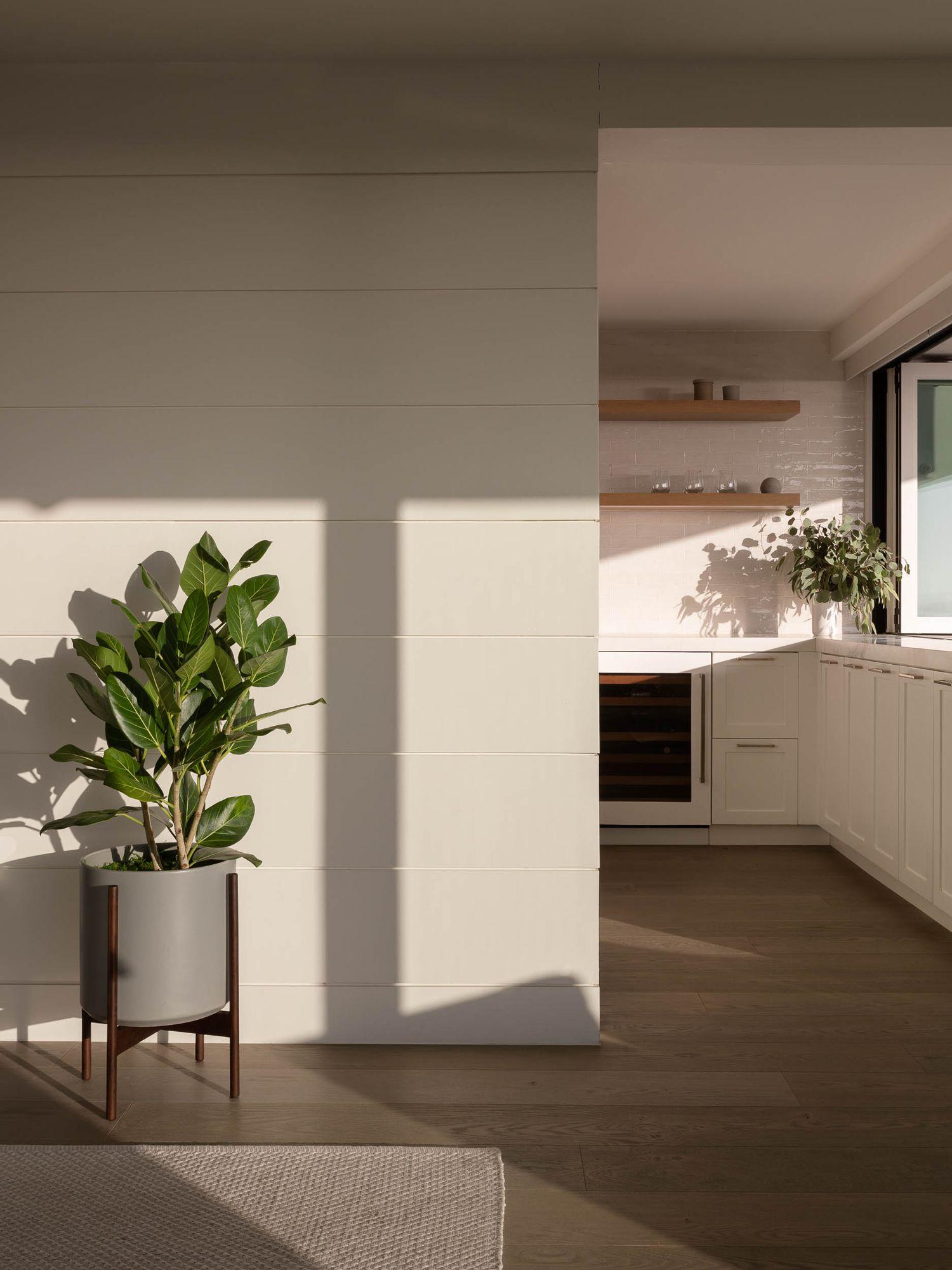Ficus Audrey