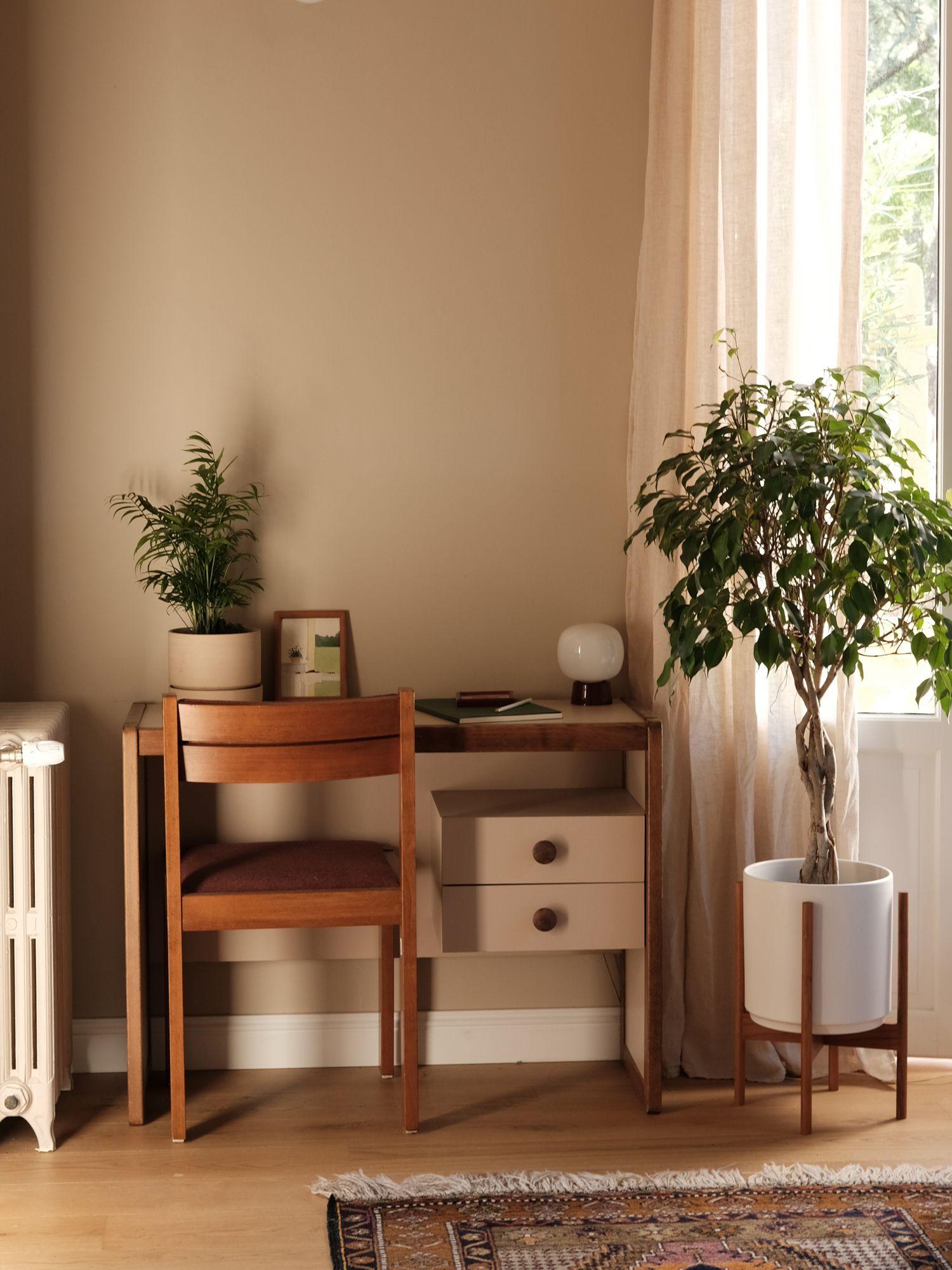 Ficus Benjamina
