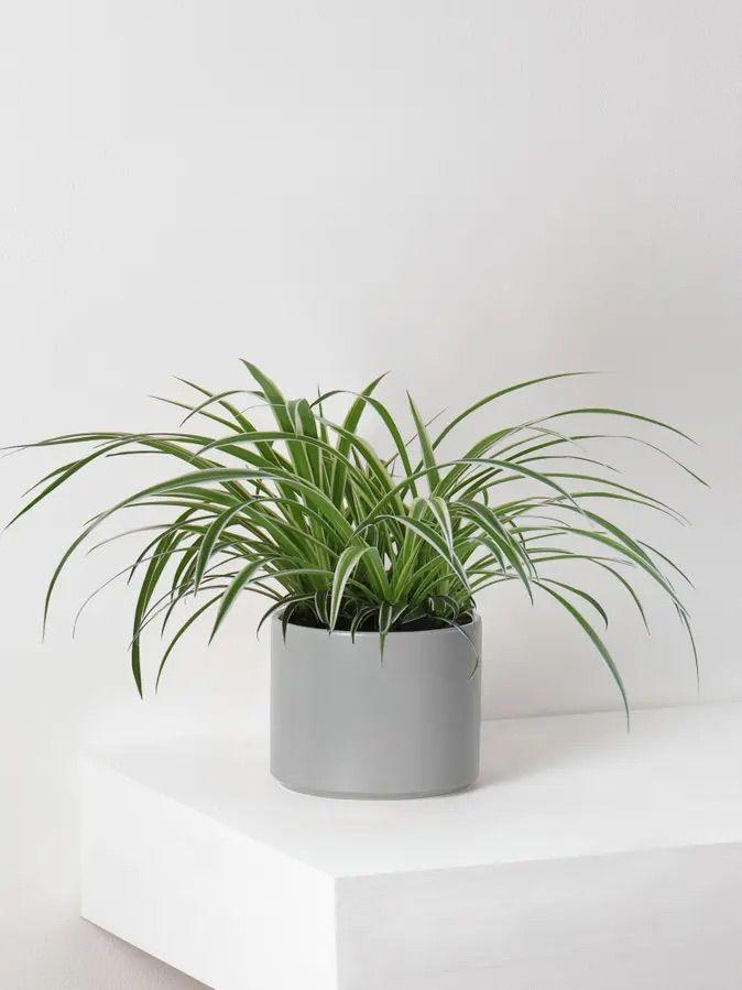 Spider Plant