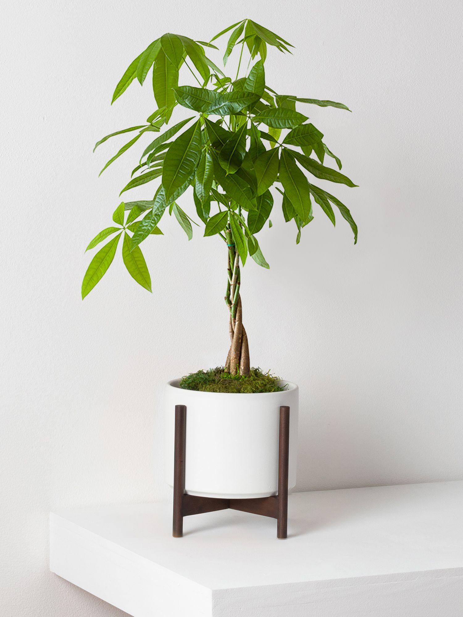 Braided Money Tree - White Mid-Century Ceramic + Dark Wood Stand 