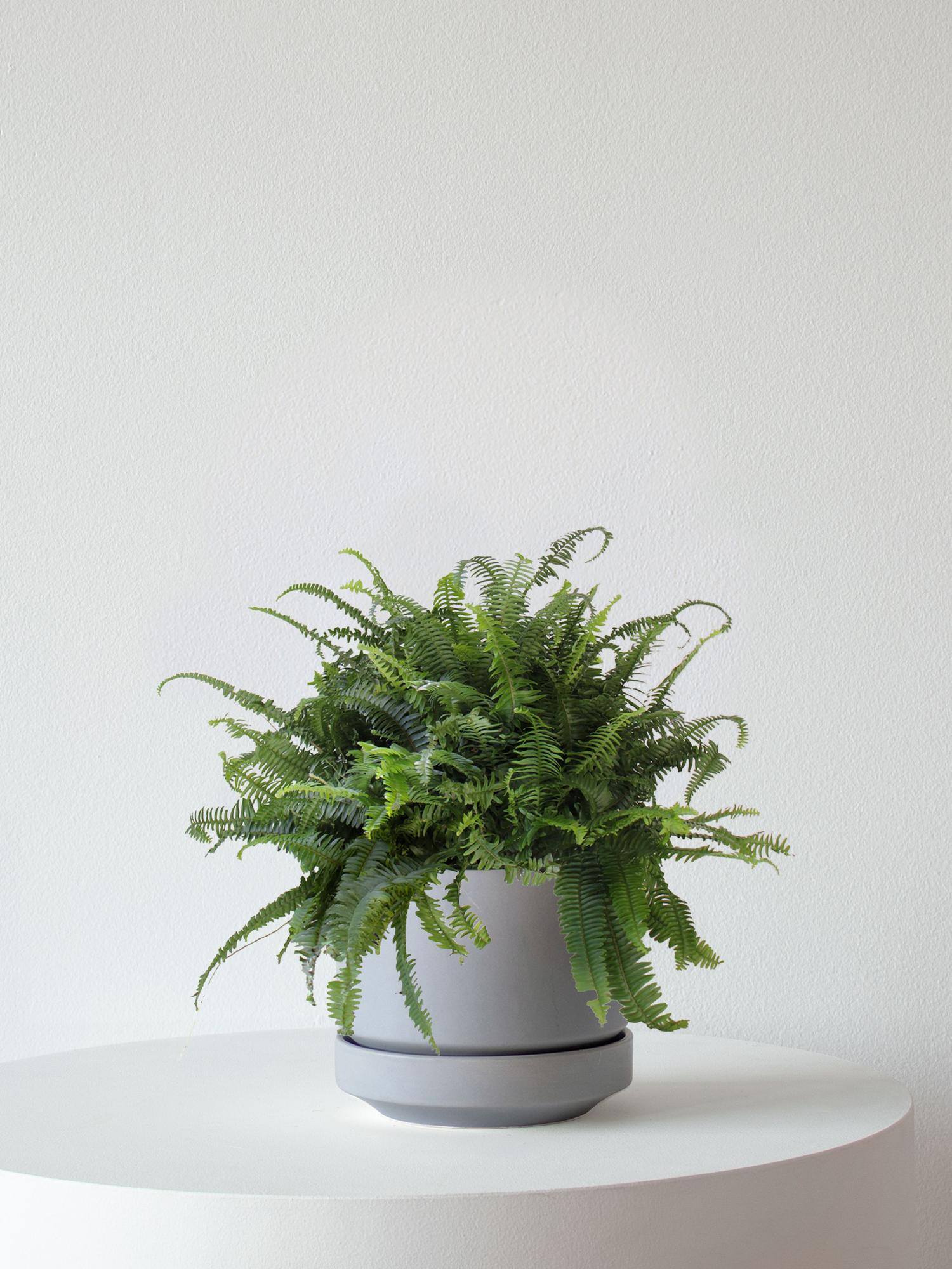 Boston Fern - Gray Scandinavian Ceramic 
