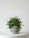 Boston Fern