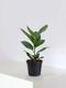 Ficus Audrey