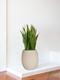 Sansevieria Laurentii