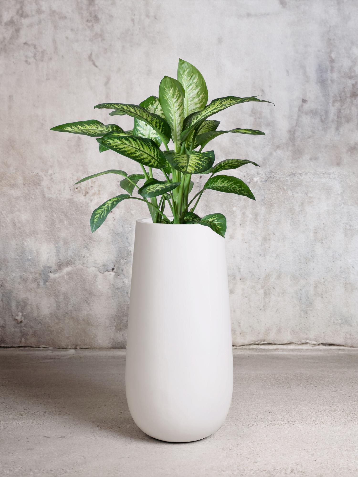 Dieffenbachia