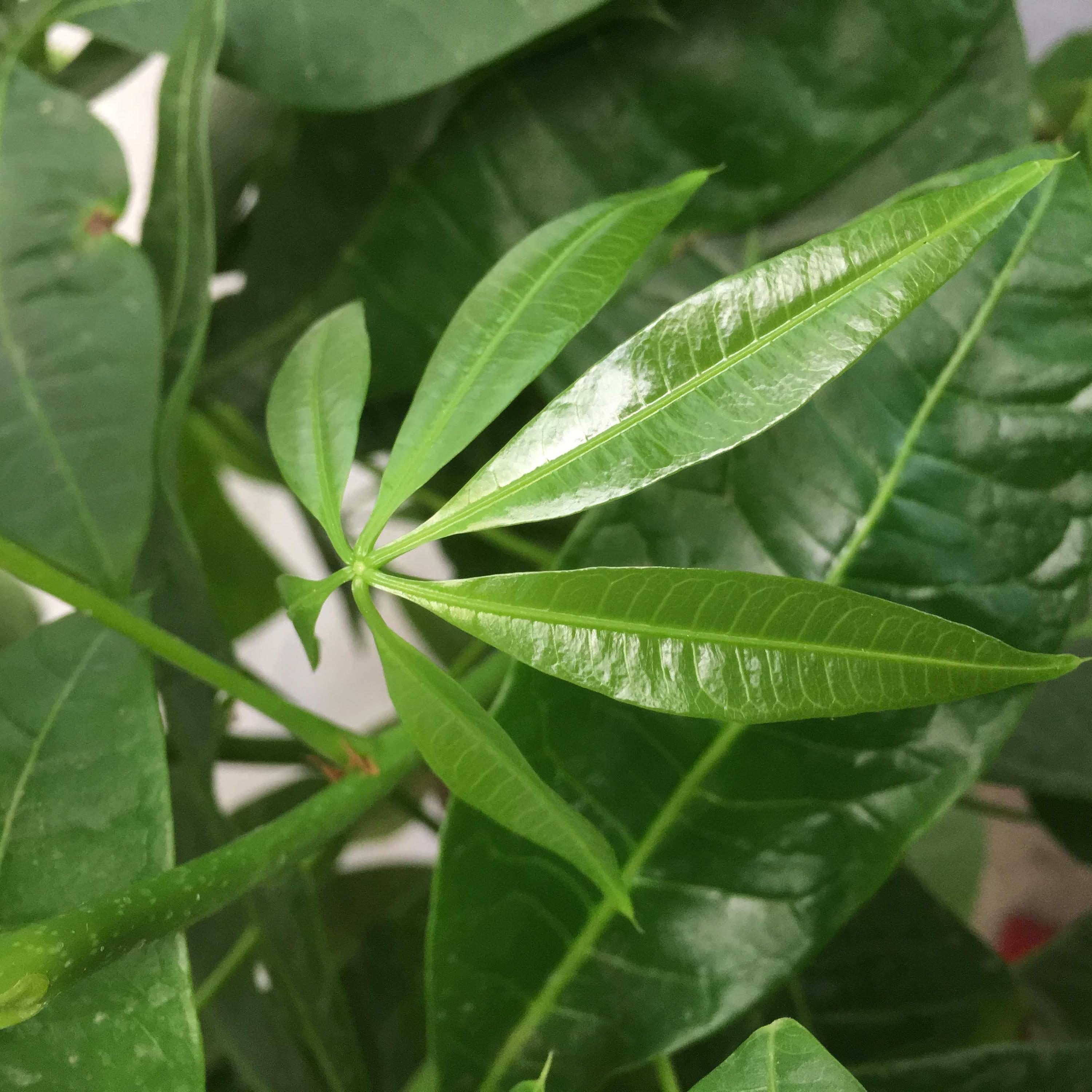 Braided Money Tree