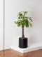 Braided Money Tree