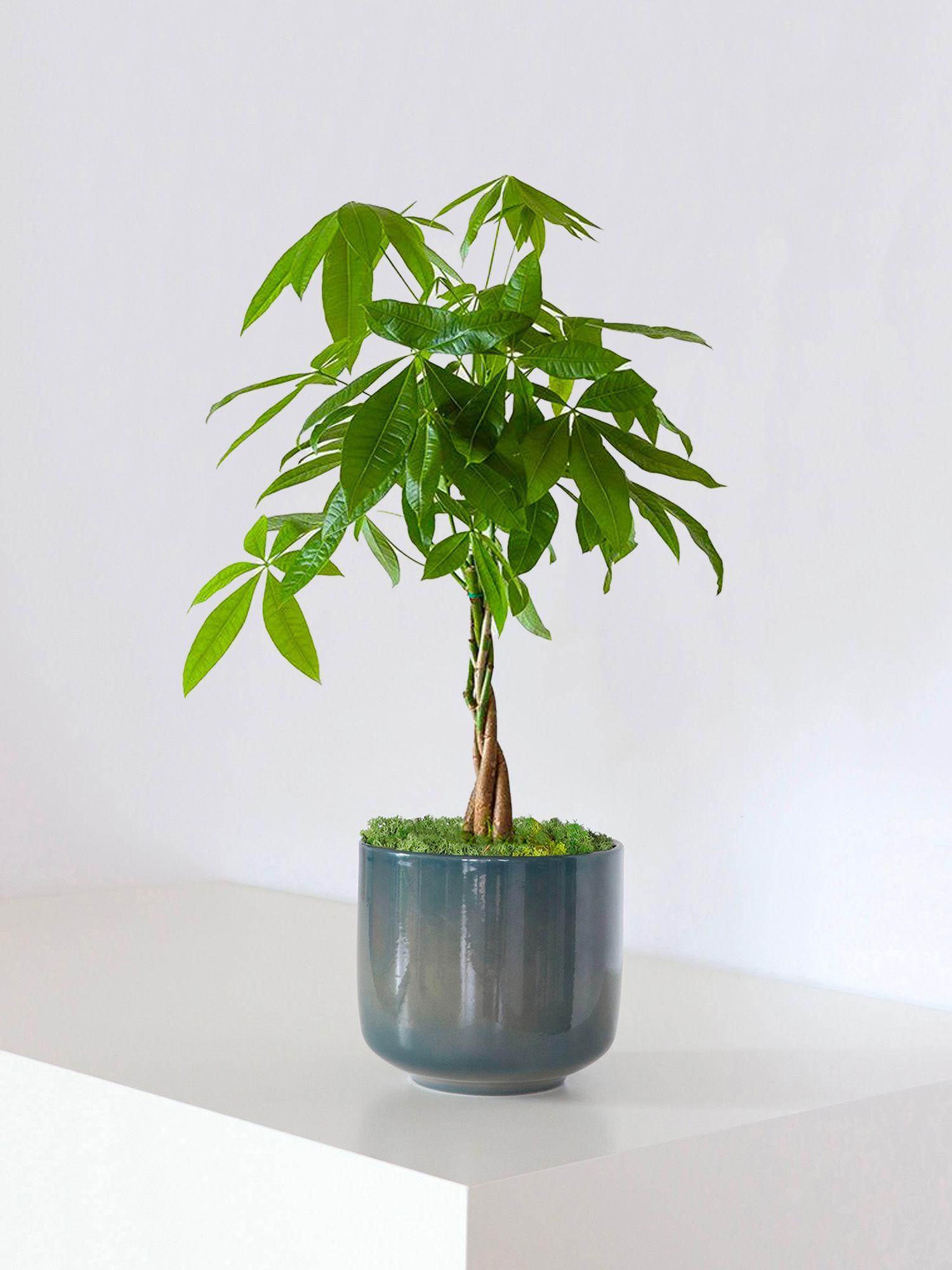 Pachira Aquatica