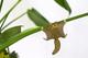 Plant Animal Ecureuil volant