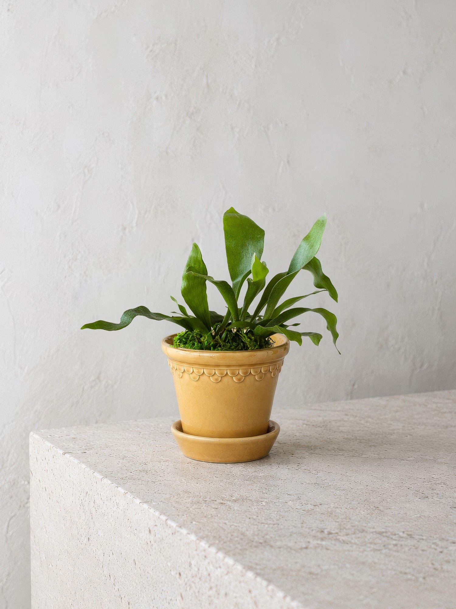 Staghorn Fern