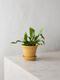 Staghorn Fern