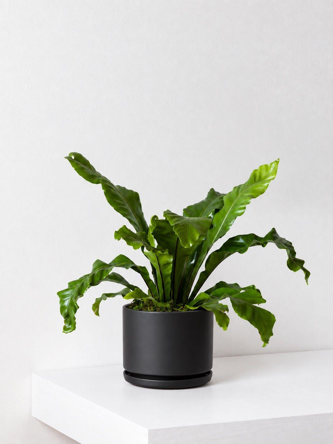 Bird's Nest Fern